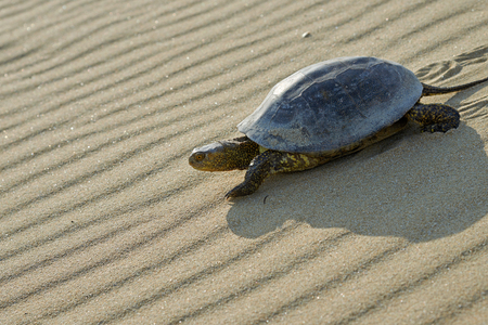 The European marsh turtle (Emys orbicularis). The European marsh turtle is a species of freshwater turtles from the genus of swamp turtles. It is found in southern and central Europe, West Asia and North Africa.の写真素材