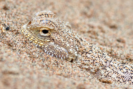 Phrynocephalus mystaceus. Phrynocephalus mystaceus is a species of agamid lizard.の写真素材