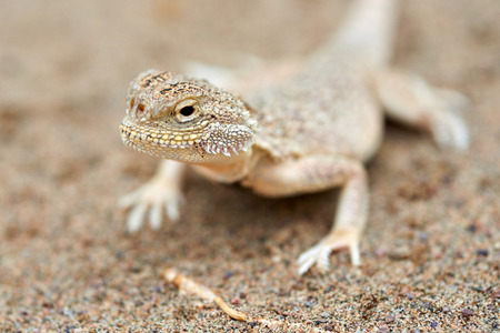 Phrynocephalus mystaceus. Phrynocephalus mystaceus is a species of agamid lizard.の写真素材