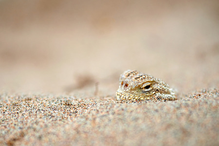 Phrynocephalus mystaceus. Phrynocephalus mystaceus is a species of agamid lizard.の写真素材