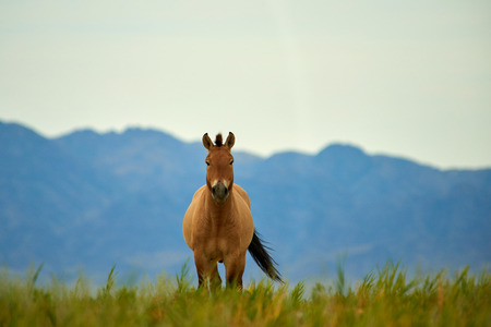 Przewalski horses in the Altyn Emel National Park in Kazakhstan. The Przewalski's horse or Dzungarian horse, is a rare and endangered subspecies of a wild horse. The Przewalski's horse has never been domesticated and remains the only true wild horse in the world today.の写真素材