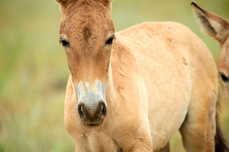 Przewalski horses in the Altyn Emel National Park in Kazakhstan. The Przewalski's horse or Dzungarian horse, is a rare and endangered subspecies of a wild horse. The Przewalski's horse has never been domesticated and remains the only true wild horse in the world today.の写真素材
