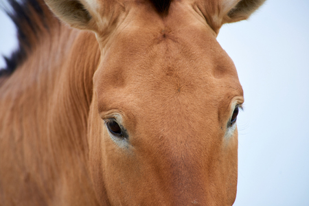 Przewalski horses in the Altyn Emel National Park in Kazakhstan.の写真素材