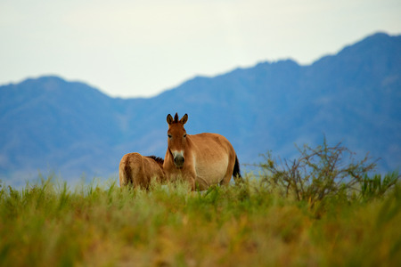 Przewalski horses in the Altyn Emel National Park in Kazakhstan. The Przewalski's horse or Dzungarian horse, is a rare and endangered subspecies of a wild horse. The Przewalski's horse has never been domesticated and remains the only true wild horse in the world today.の写真素材