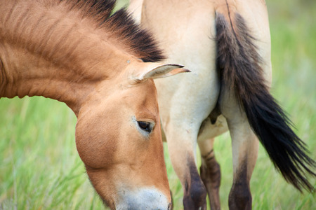 Przewalski horses in the Altyn Emel National Park in Kazakhstan.の写真素材