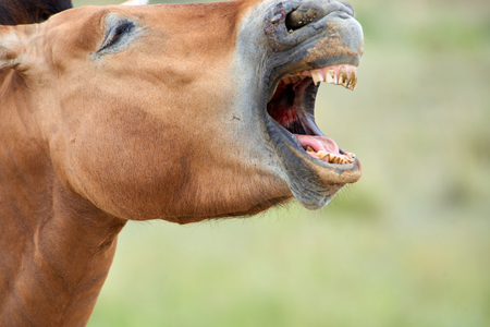 Przewalski horses in the Altyn Emel National Park in Kazakhstan. The Przewalski's horse or Dzungarian horse, is a rare and endangered subspecies of a wild horse. The Przewalski's horse has never been domesticated and remains the only true wild horse in the world today.の写真素材