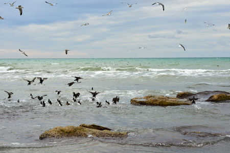 Birds of the sea. Seabirds are birds that are adapted to life within the marine environment.の写真素材