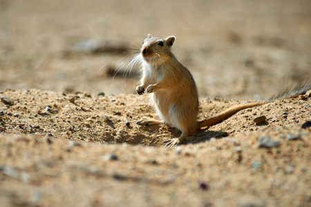 The great gerbil (Rhombomys opimus). The great gerbil is a large gerbil found for much of Central Asia.の写真素材