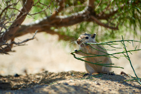 The great gerbil (Rhombomys opimus). The great gerbil is a large gerbil found for much of Central Asia.の写真素材