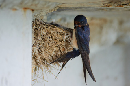 Nest of swallows. The swallows and martins, or Hirundinidae, are of the family of the passerine birds.