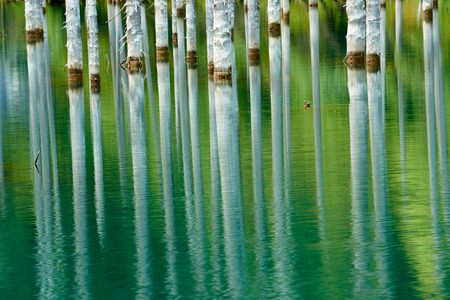 Reflection of trees on a green background of a lake. Lake Kaindy, meaning the "birch tree lake"の写真素材