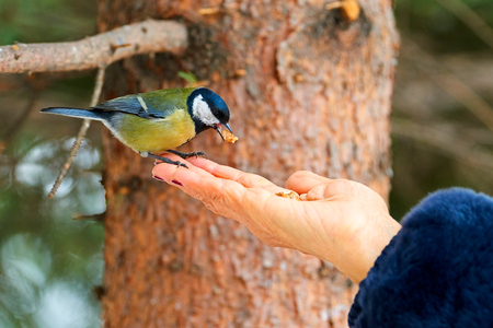 Feeding the great tit by hand. The great tit (parus major) is a passerine bird in the tit family paridae. It is a widespread and common species throughout Europe, Central and Northern Asia, and parts of North Africa.の写真素材