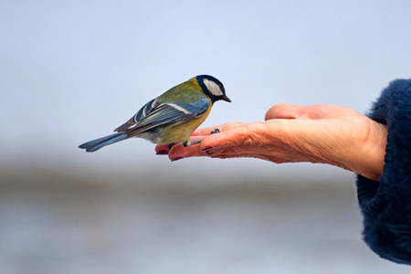 Feeding the great tit by hand. The great tit (parus major) is a passerine bird in the tit family paridae. It is a widespread and common species throughout Europe, Central and Northern Asia, and parts of North Africa.の写真素材