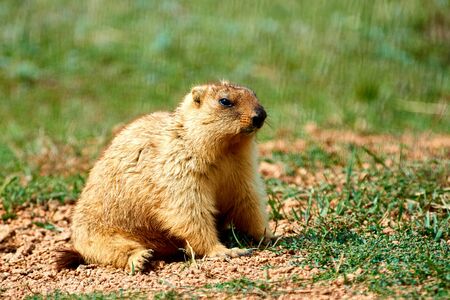 Steppe marmot (Marmota bobak) in summer. The bobak marmot is a species of marmot that inhabits the steppes of Eastern Europe and Central Asia.の写真素材