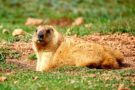 Steppe marmot (Marmota bobak) in summer. The bobak marmot is a species of marmot that inhabits the steppes of Eastern Europe and Central Asia.の写真素材
