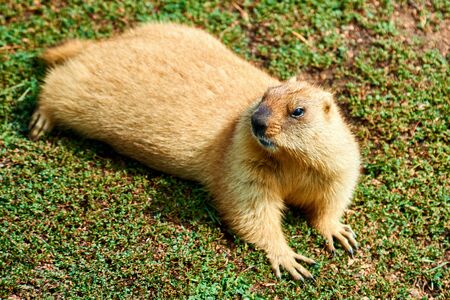 Steppe marmot (Marmota bobak) in summer. The bobak marmot is a species of marmot that inhabits the steppes of Eastern Europe and Central Asia.の写真素材