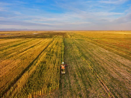 grain harvesting. Harvesting of Sorghum. Combine harvesters agricultural machines collecting Sorghum on the field. View from aboveの写真素材
