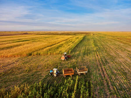 grain harvesting. Harvesting of Sorghum. Combine harvesters agricultural machines collecting Sorghum on the field. View from aboveの写真素材