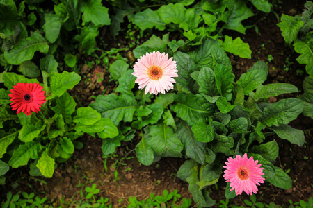 Flowersの写真素材
