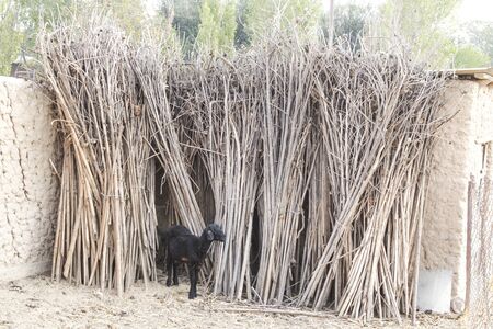 Black sheared ram in a cattle pen near dried sunflower trunksの写真素材