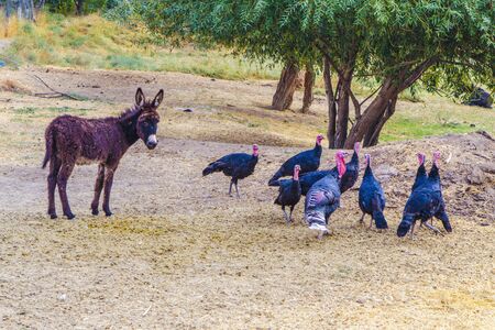 A foal near a flock of turkeys. Kazakh village.の写真素材