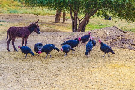 A foal near a flock of turkeys. Kazakh village.の写真素材