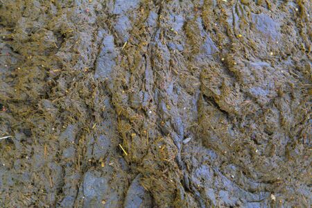 Horse litter with flies and leftover grain