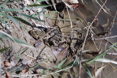 Two frogs on the river bank: parent and child or male and femaleの写真素材