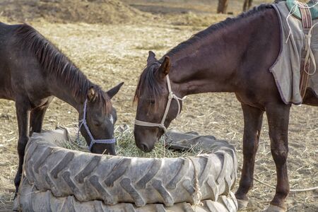 A horse with a foal is eating grass from a tractor bottle feeder. Rural landscapeの写真素材