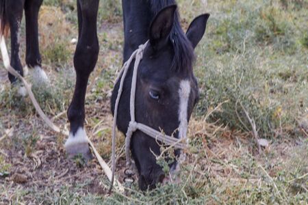 Strange blue eyes foal plucking grassの写真素材