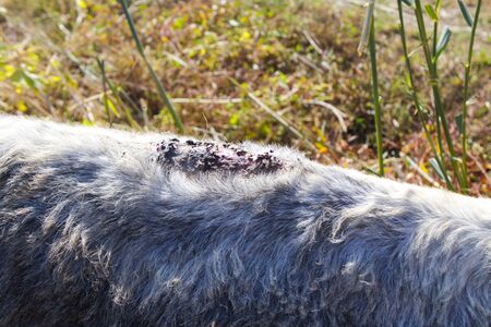 A sore on the back of a donkey, unhealed, flies sitting on itの写真素材