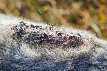 A sore on the back of a donkey, unhealed, flies sitting on itの写真素材