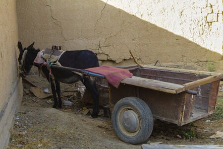 Donkey harnessed to a cart. Central Asian cart called "arba"の写真素材