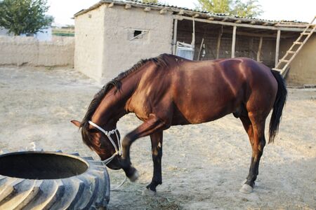 A sports horse fleeing from flies, itches its face on the legの写真素材