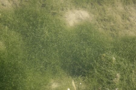 Green algae underwater in a pondの写真素材