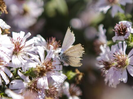 White butterfly with black eyes on a flowerの写真素材