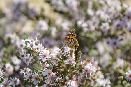 Burdock or thistle - brown butterfly on a flowerの写真素材