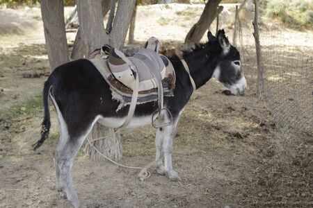 Black donkey harnessed to a tree in the shadeの写真素材