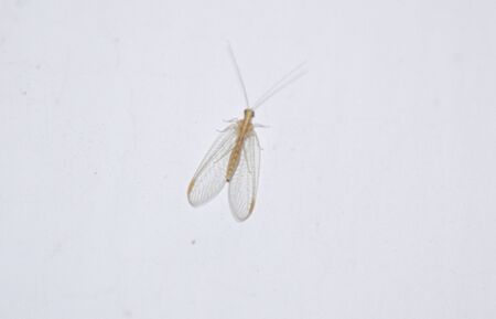 Lacewing on the wall at night in the lightの写真素材
