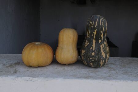 Breed of small pumpkins and speciesの写真素材