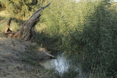 Beautiful pond surrounded by trees and reeds