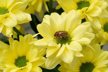 Chrysanthemum flower with a beetle on the petalsの写真素材