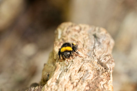 Bumblebee on a tree. Shallow depth of field.の写真素材