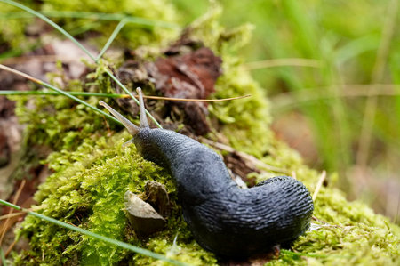 Close-up of a snail crawling on the moss in the forestの写真素材