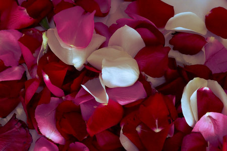 Rose petals background. Red and white rose petals background.