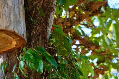 Green parrot sitting on a tree branch in the shade of a tree
