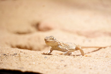 Close up of a small lizard in the sand with a blurred backgroundの写真素材