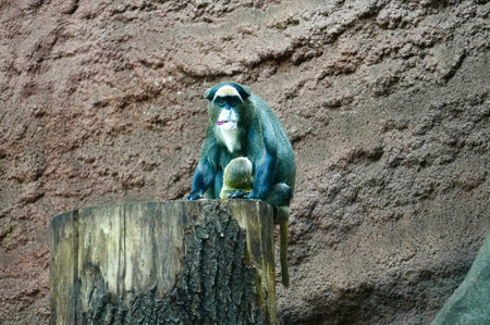 Monkey in the zoo