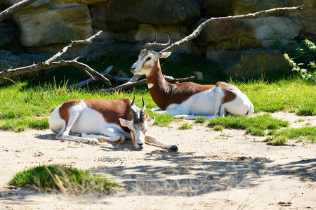 Two gazelle (Aepyceros melampus) in the zooの写真素材