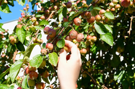 Female hand picking ripe apples from a tree in an orchard.の写真素材